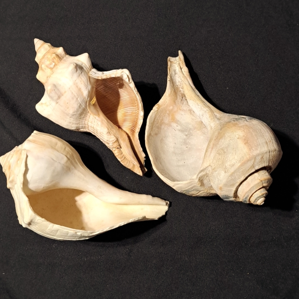 2 Large Bags Of Mixed Sea Shells I Have The Ones Listed
